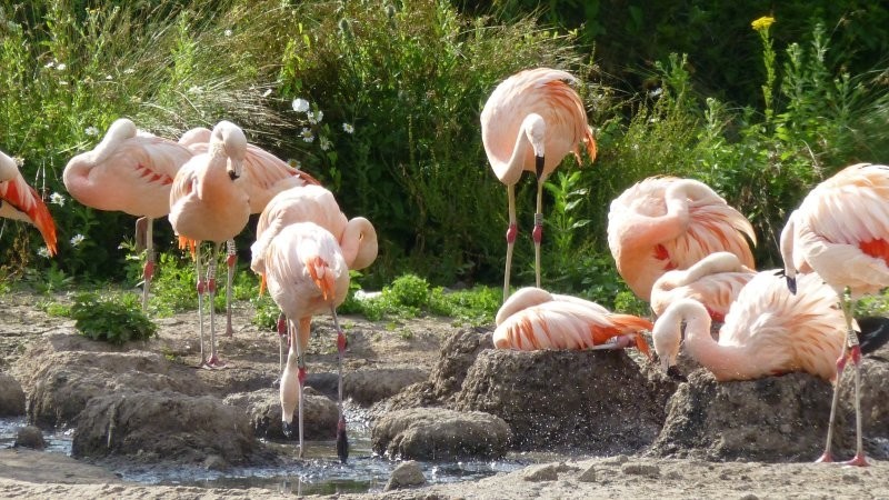 Фламинго строят гнезда из земли