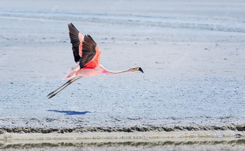 Фламинго способны летать