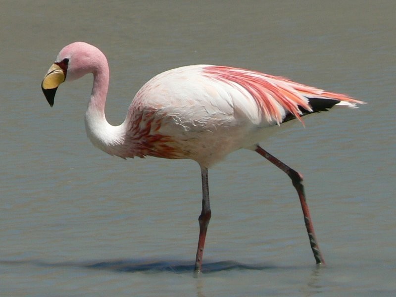 Существует 6 видов фламинго