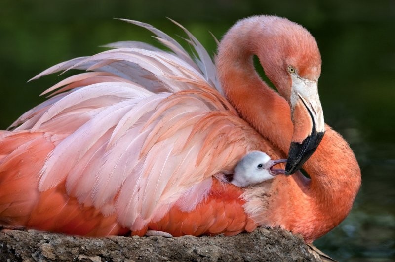 Некоторые фламинго живут в довольно экстремальных условиях
