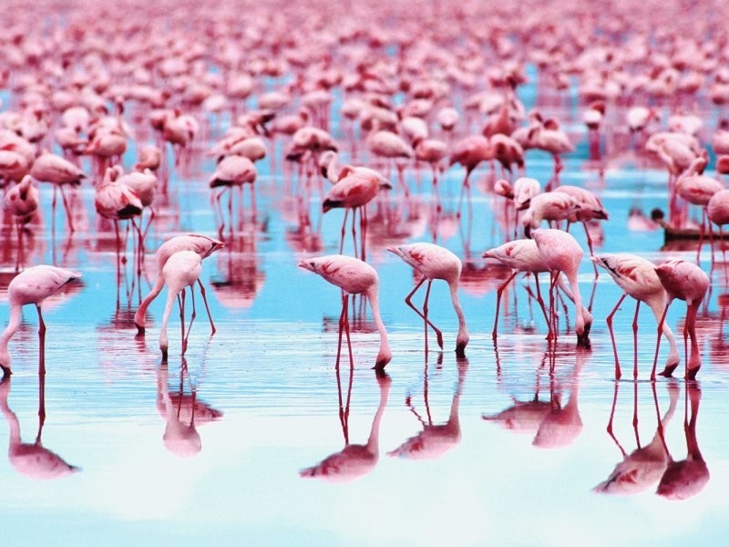 Фламинго такого цвета из-за еды
