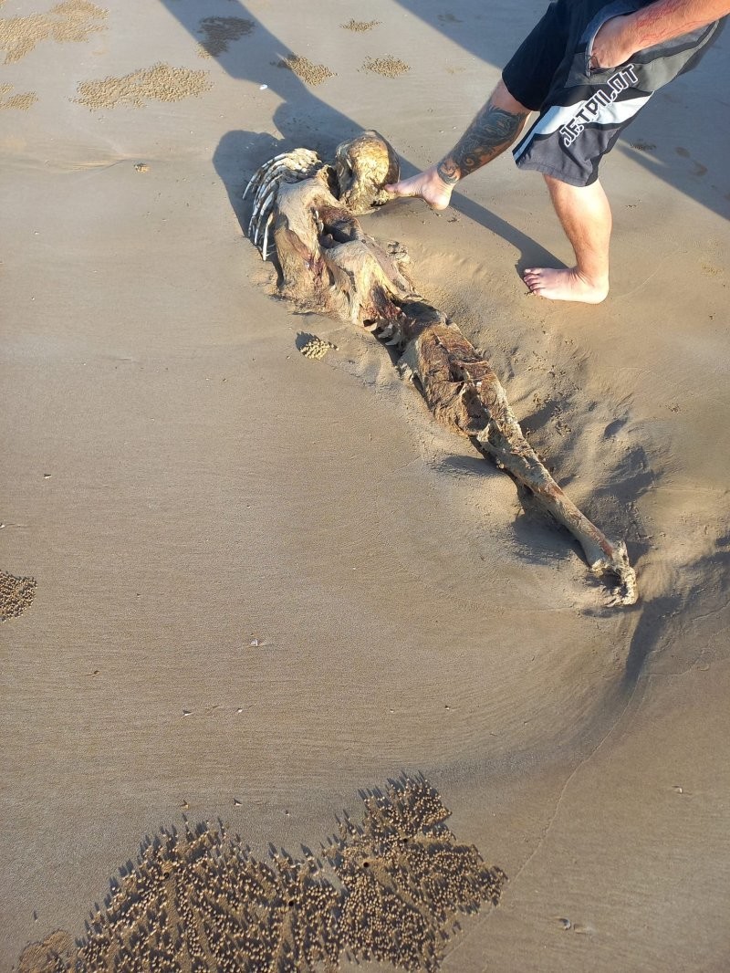 В Австралии на пляже обнаружили необычный скелет