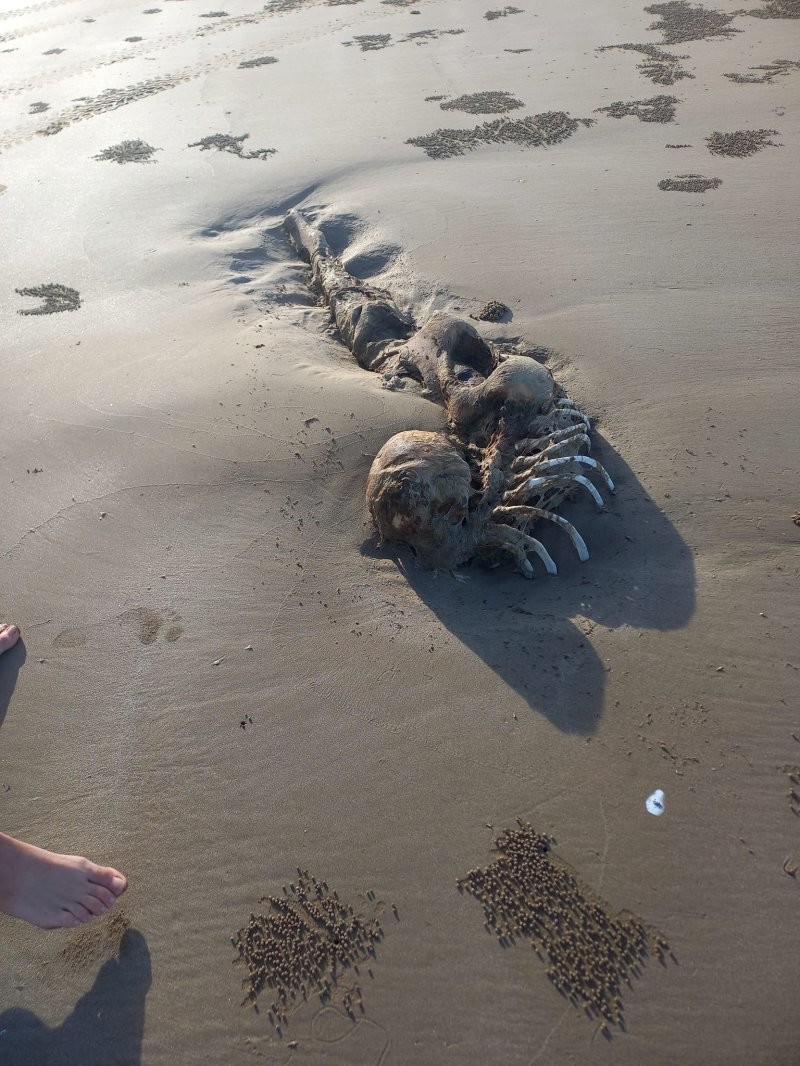 В Австралии на пляже обнаружили необычный скелет