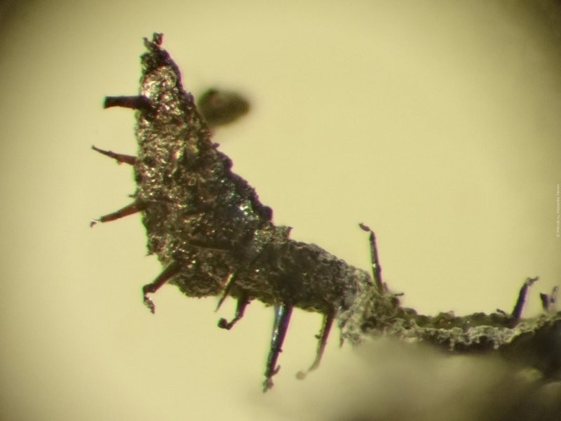 Вот так выглядит содержимое сигареты под микроскопом