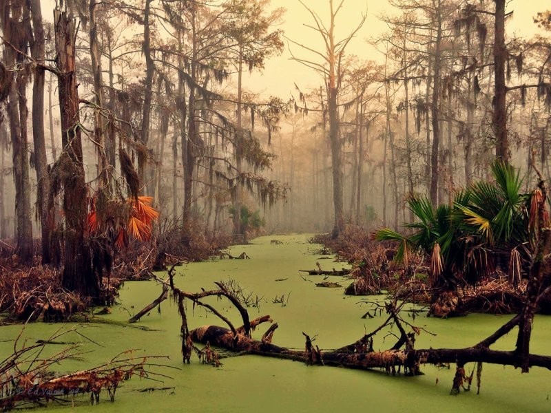 19. Мрачное болото в Луизиане