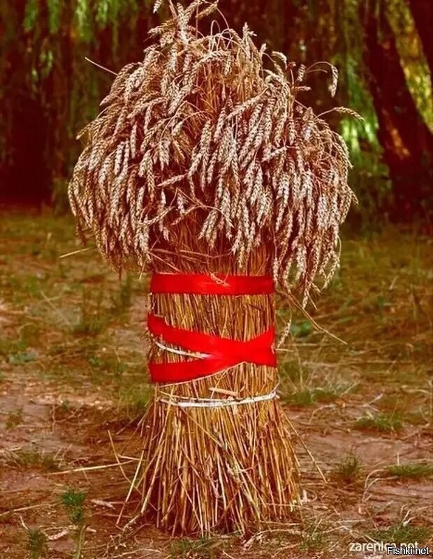 жатва зажинки. праздник последнего снопа. овсяная солома снопик. скирда сноп. сноп.