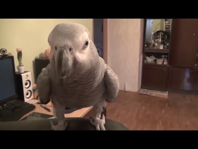 Удивительное поведение птицы