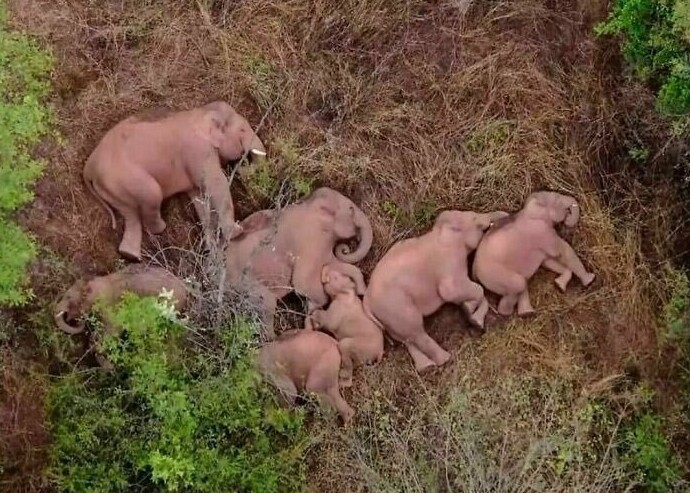 6. Семейство слонов отдыхает