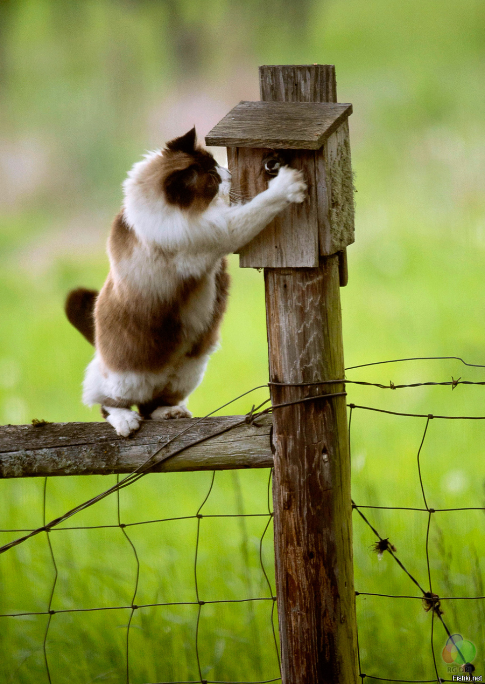 Песня я ловлю птичку. Забавные животные. Котенок на заборе. Коты на заборе. Забавные животные и птицы.