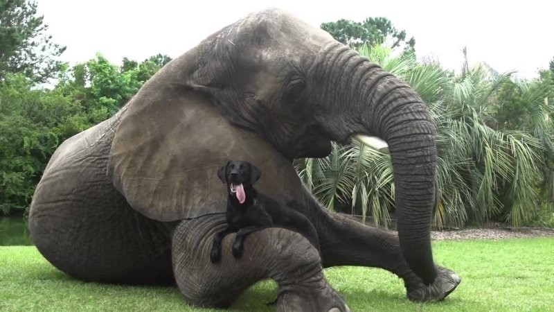 Чёрный лабрадор Белла и слон Бабблс