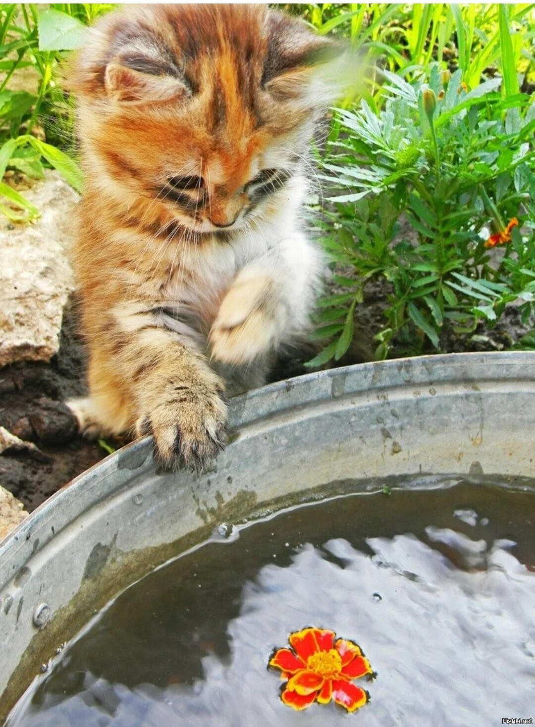 Лето дача кот. Лежак для кота. Котенок на даче. Кот на заборе. Лето дача кот.