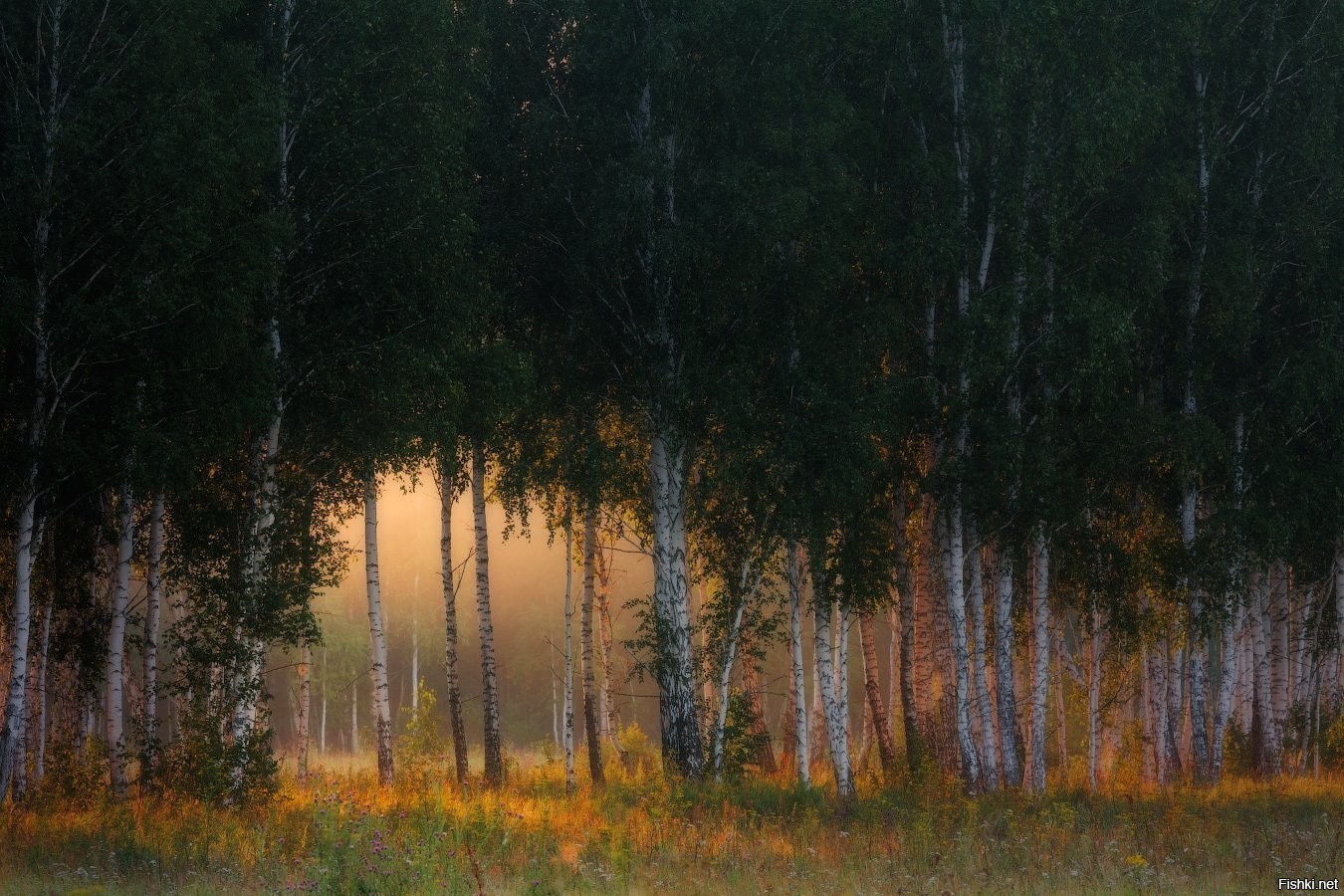 Тишина в лесу. Марат Ахметвалеев пейзаж фотограф. Опушка леса вечер. Опушка Рощи. Березы.