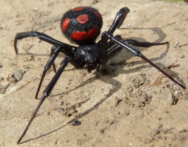 В регионах России расплодились смертельно опасные пауки