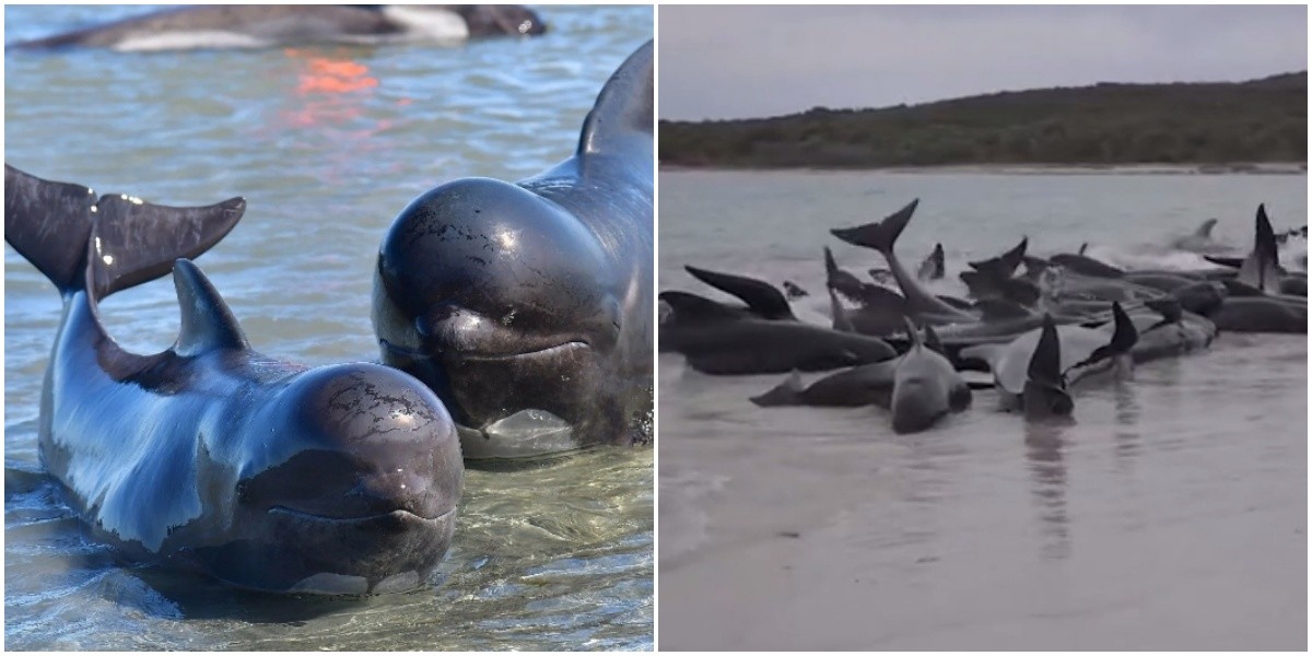 В Австралии более 50 дельфинов выбросились на берег