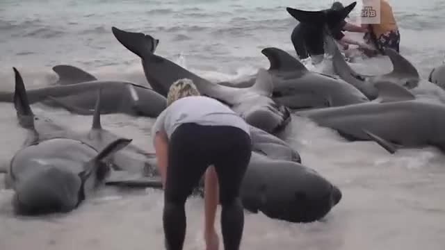Почему дельфинов выбрасывает на берег. Австралия дельфины выбросились на берег. Дельфины в Австралии. Черных дельфинов. Стая дельфинов в Австралии.