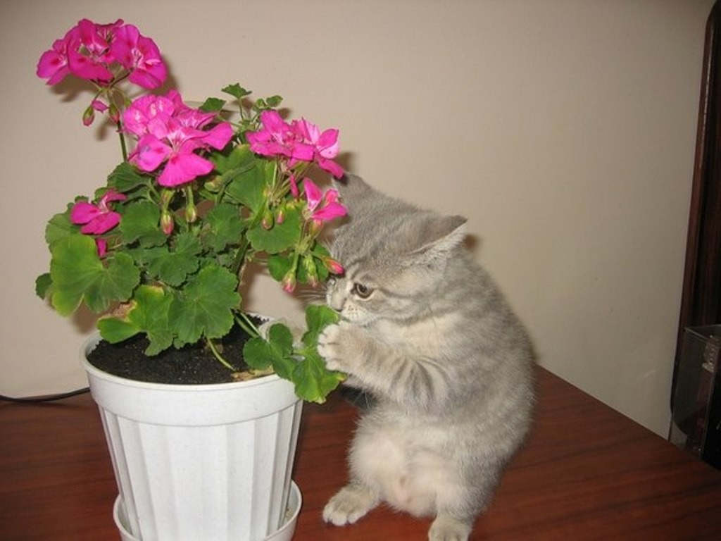 Смертельно опасный цветок для кошек. Кот и комнатные растения. Комнатные цветы для котов. Кот и герань. Кошка в цветочном горшке.