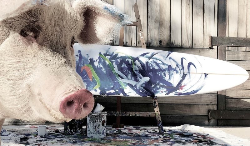 Свинья-художник нарисовала картины на 1 млн долларов