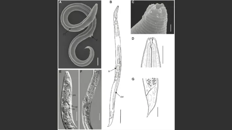 Российские учёные оживили неизвестный вид червя возрастом 46 тысяч лет