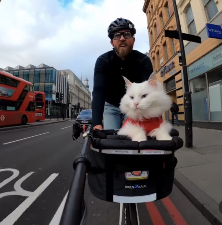 Кошка ездит. Кошка катается. Велосипед в стиле кошки. Грешный Лондон питомцы.