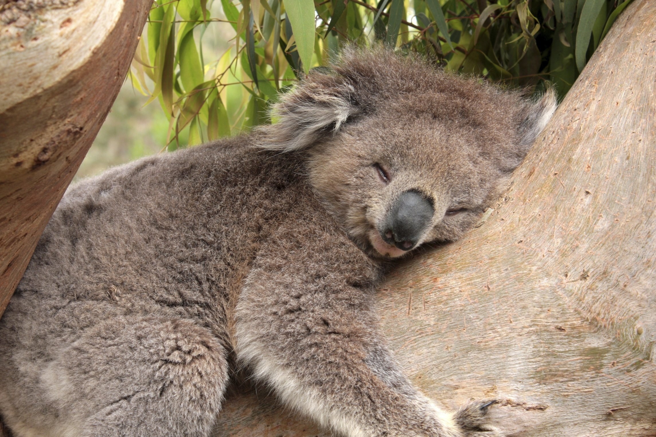Сколько спят коалы. Коала. Коала в Австралии. Коала на бамбуке. Млекопитающие коала.