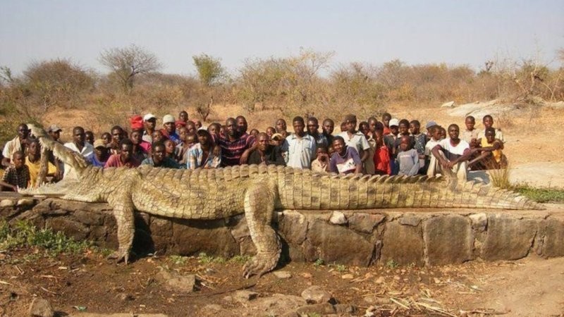 15. Этого крокодила поймали в одном из водоемов Зимбабве в 2010 году