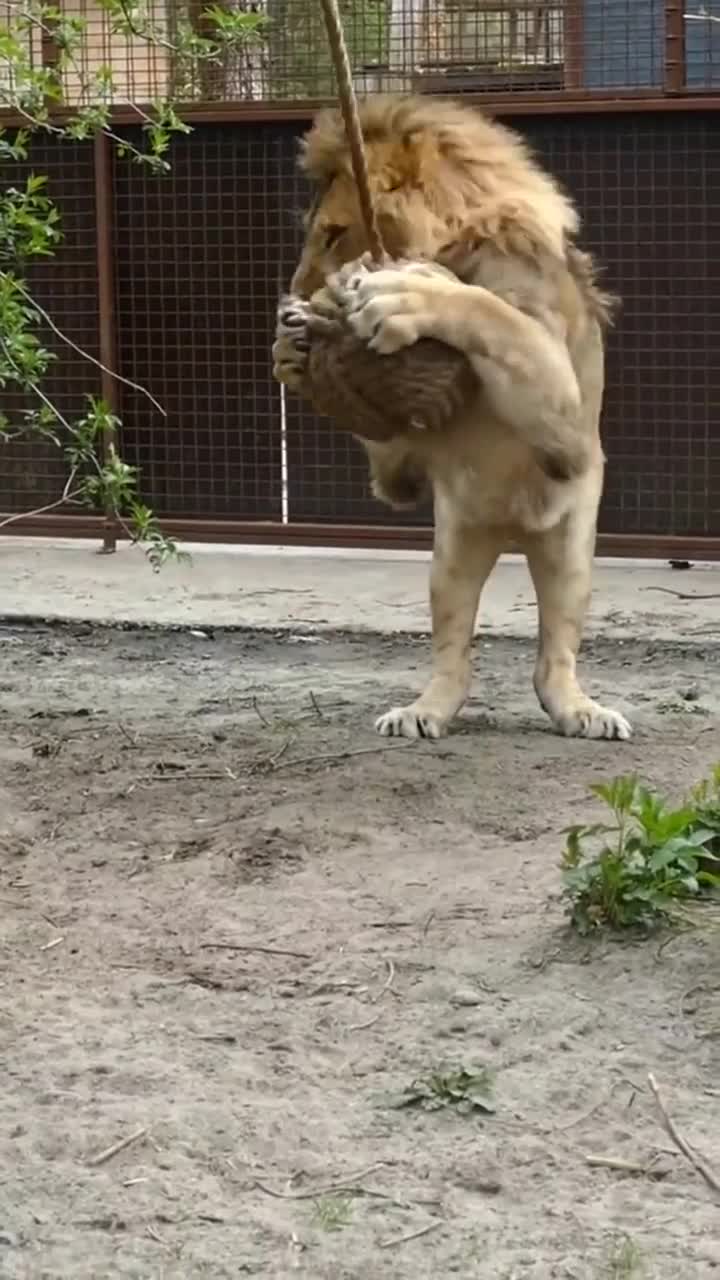 Большой котик играет с клубком