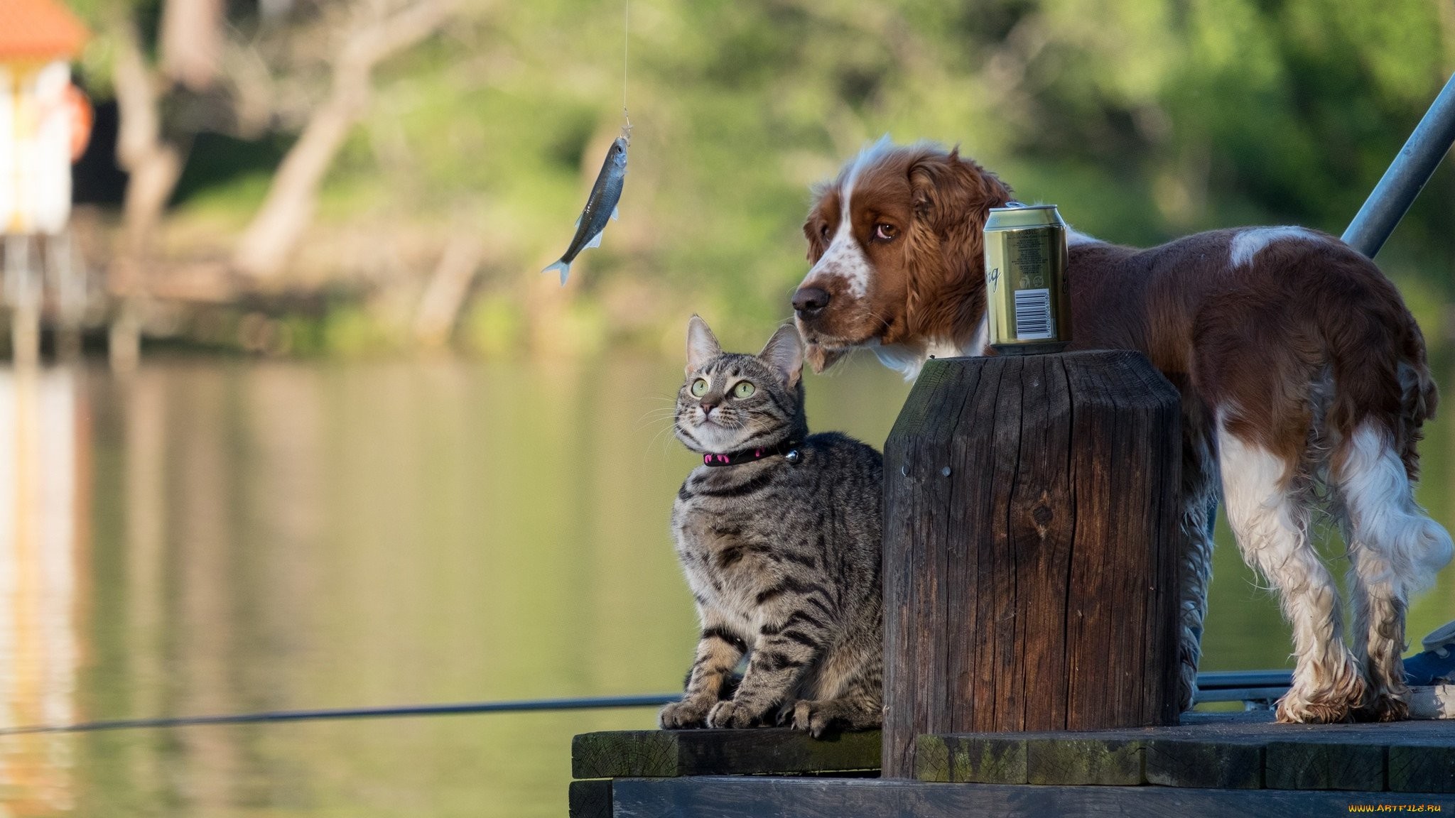 Рыба друг человека. Кошки и собаки. Смешные животные. Собака ловит рыбу. Фотосессия кошки с собаками.