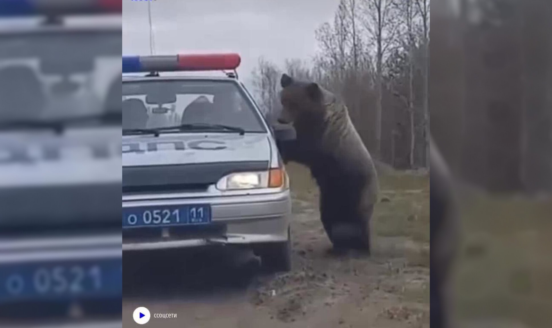 почему гаишников называют гольцами