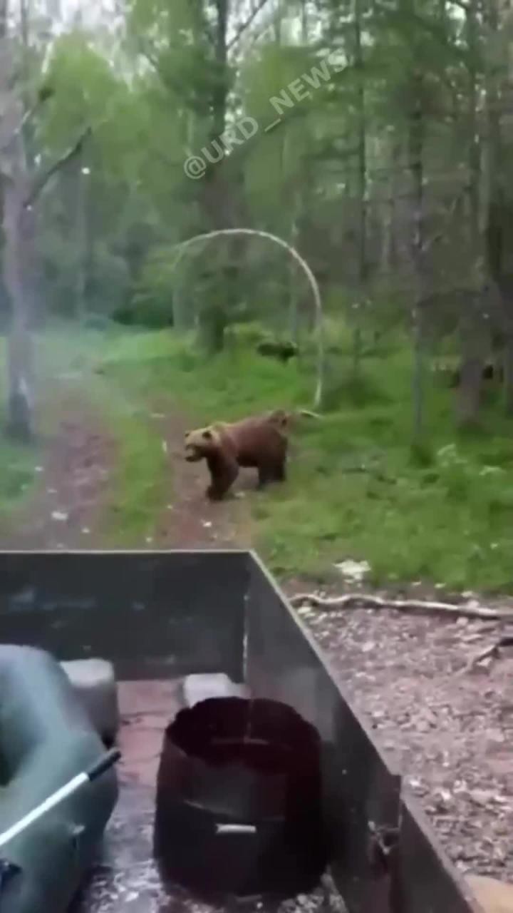 В приморском крае рыбаки засняли на видео как кормят медведей