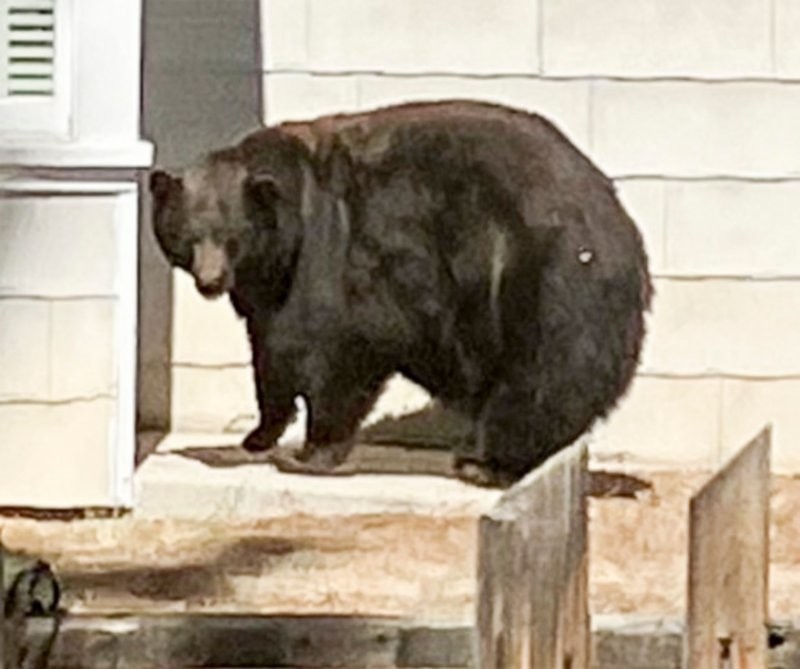 В США медведь зашёл в дом, поел и лёг спать