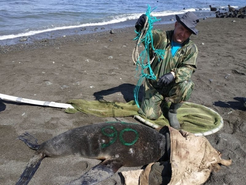 Сахалинские волонтеры освободили от пластиковых отходов и сетей 151 морского котика
