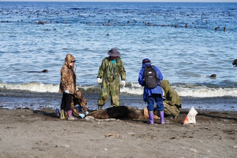 Сахалинские волонтеры освободили от пластиковых отходов и сетей 151 морского котика