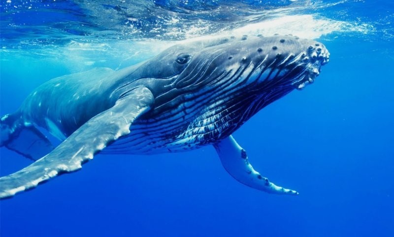 Пластмассовый мир победил: киты и дельфины теперь частично состоят из пластика