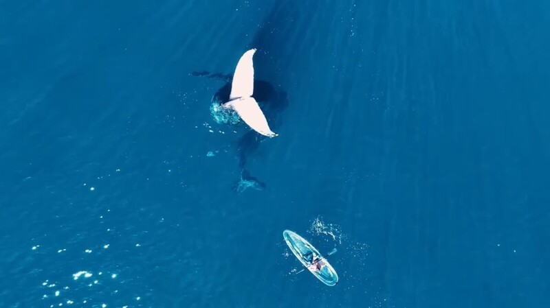 Блогер встретил кита, плавая на каяке в океане