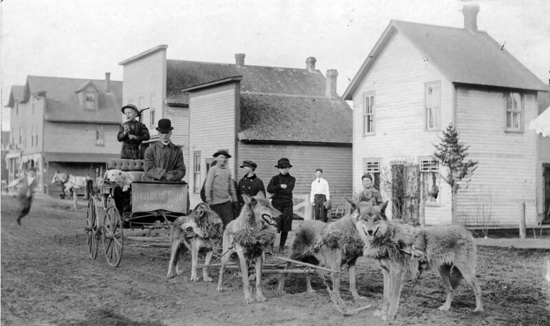 Ездовые волки, выращенные с щенков, запряжены в повозку. США, 1890-е годы