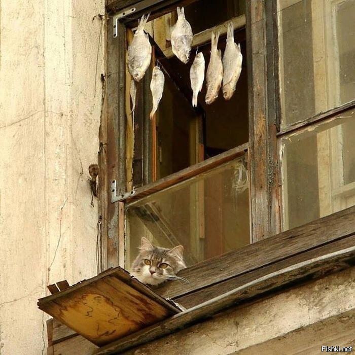 Жили худо бедно. Питерский дворик соседи в окне. На прохожих сиротливо глядели несколько подслеповатых окошек.