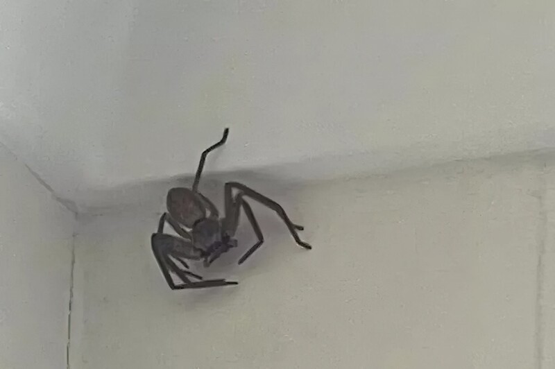 Жительница Австралии обнаружила на потолке гигантского паука
