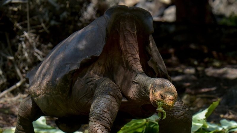 6. Самец галапагосской черепахи по имени Диего обладал настолько сильным половым влечением, что ему приписывают спасение своего вида от вымирания