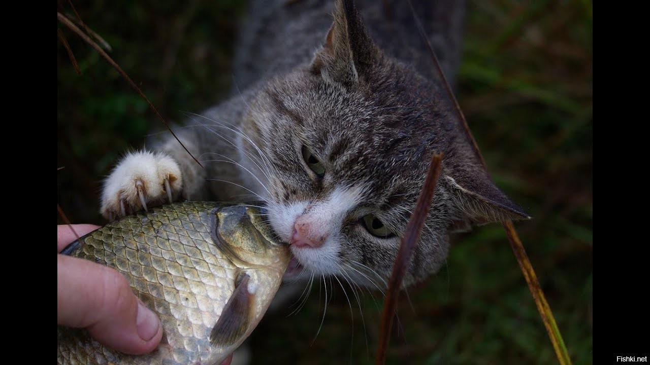 Поймать сбежавшего кота. Кот с рыбой. Кот на рыбалке. Кот Рыбак. Котик рыбачит.