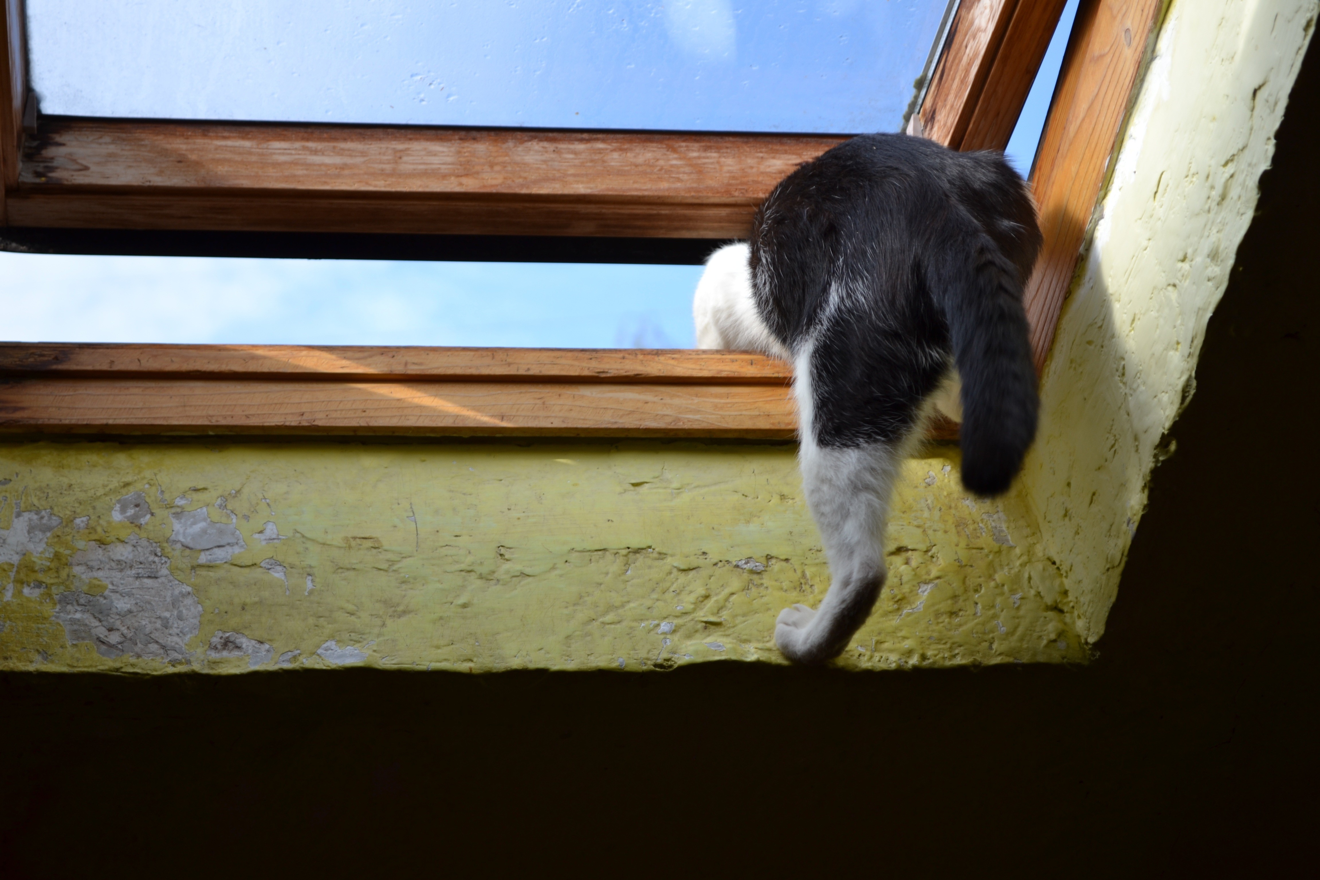 Посмотри в окно как там хорошо. Коты в окне. Кот залезает в окно. Кошки на окошке. Влезть в окно.