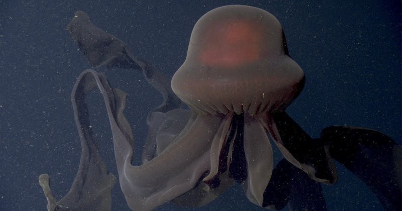 9. "Призрачная" глубоководная медуза (Stygiomedusa gigantea)