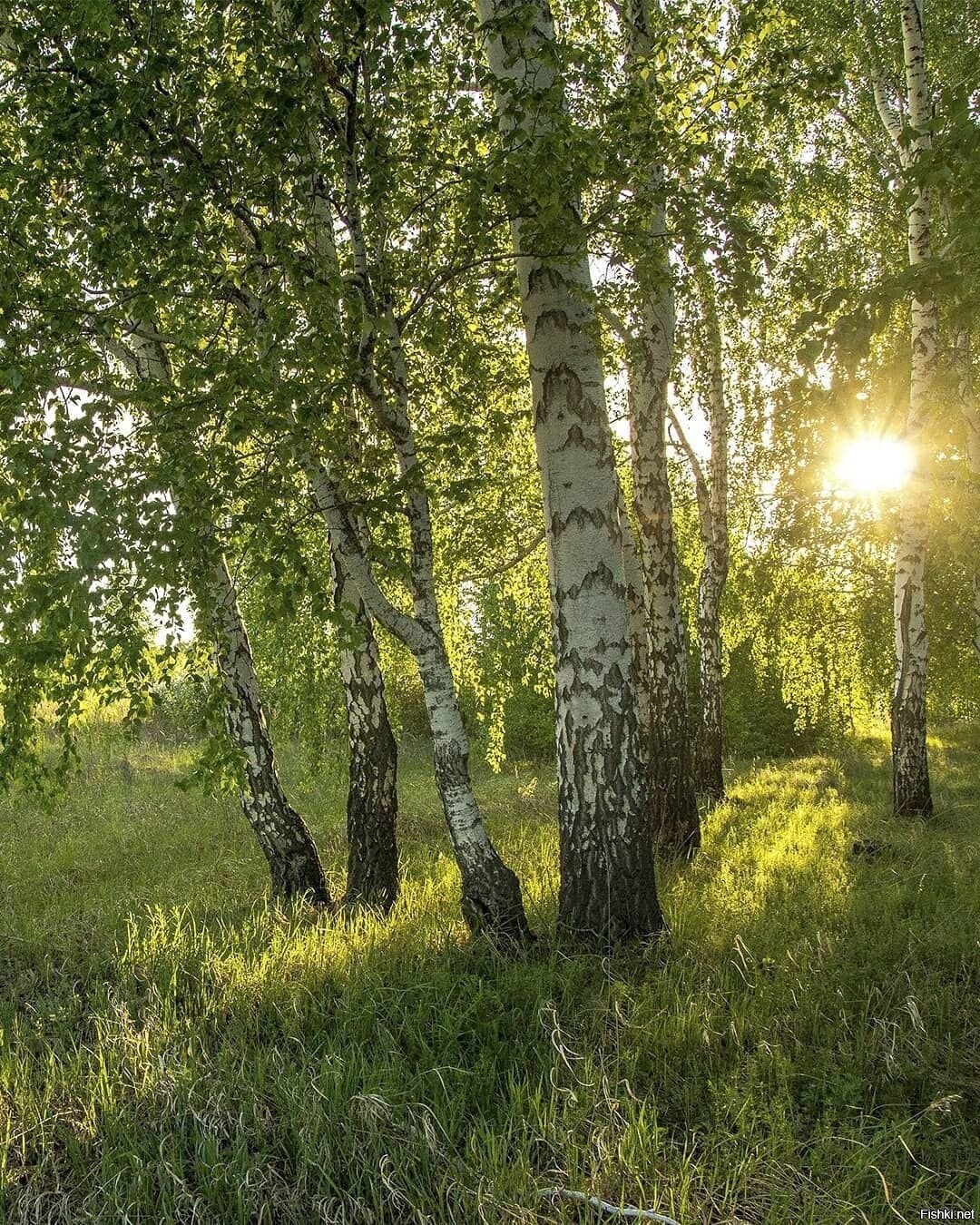 Во сне среди берез. Природа березы. Лето березы. Природа березы фото. Береза картинка.