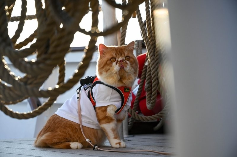 В Сингапуре появился первый в мире круиз для кошек
