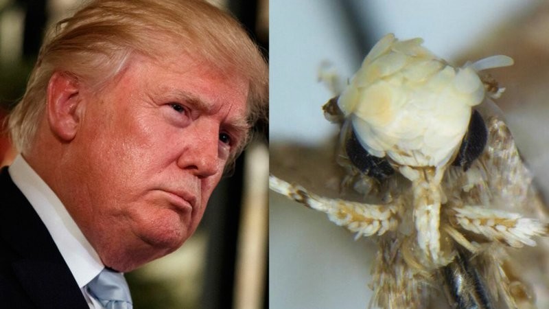 4. Бабочка и вымирающая слепая амфибия: Дональд Трамп