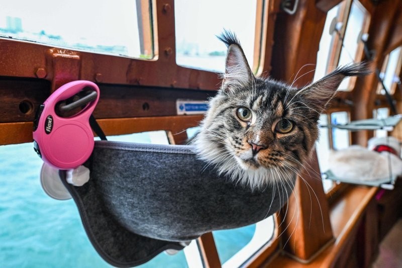 Впервые в мире: в Сингапуре запустили круизы для кошек