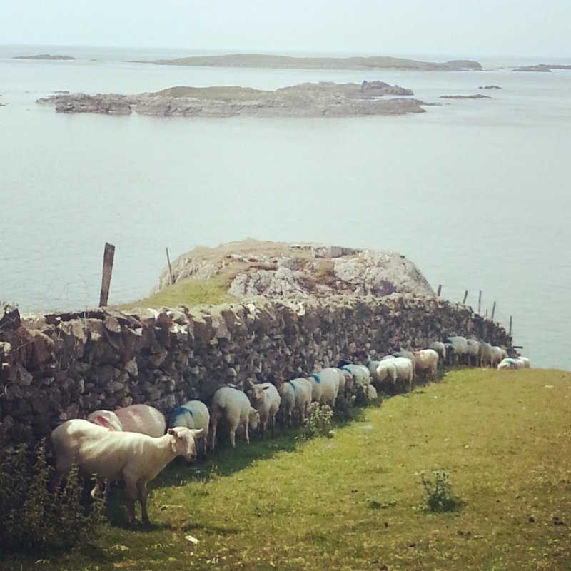 12. Овцы в поисках тени в Ирландии