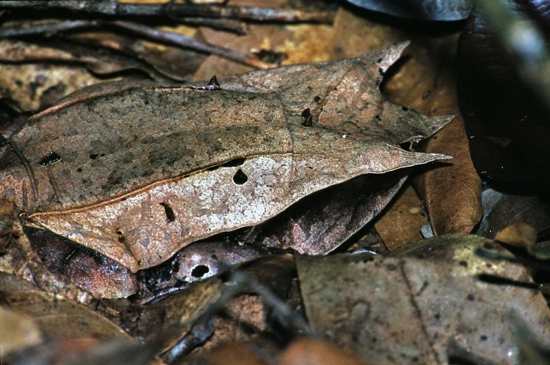 Гуру маскировки – малайская рогатая лягушка