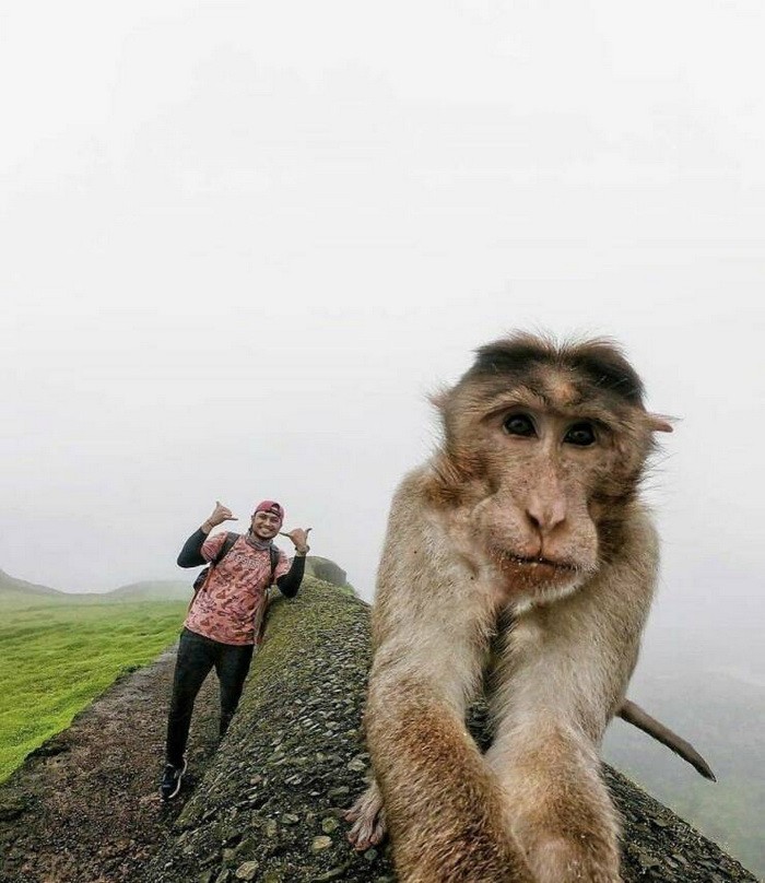 Путешествие обезьяны