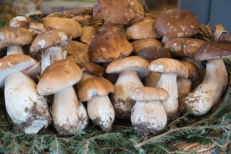 Лучшие рецепты из белых грибов