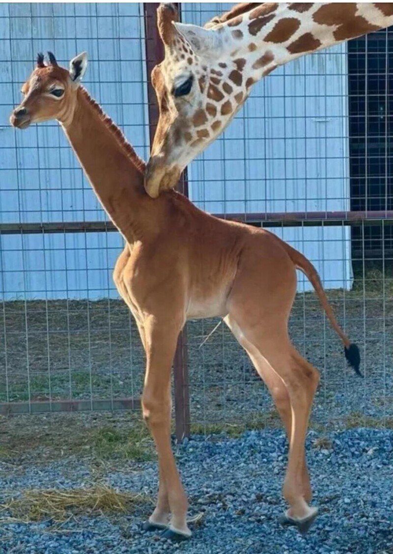13. Жираф без пятен в зоопарке штата Теннесси, США